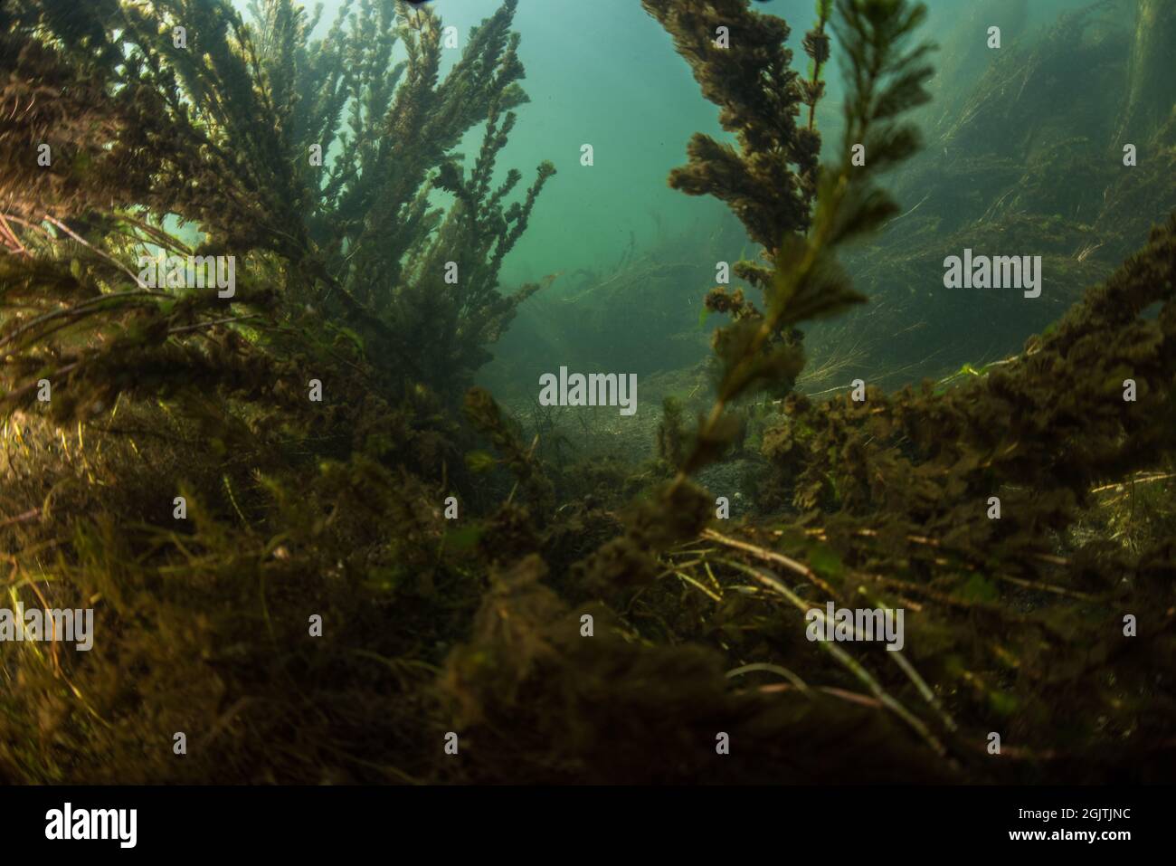 Le piante acquatiche di acqua dolce si muovono nella corrente al fondo di un fiume della California. Foto Stock