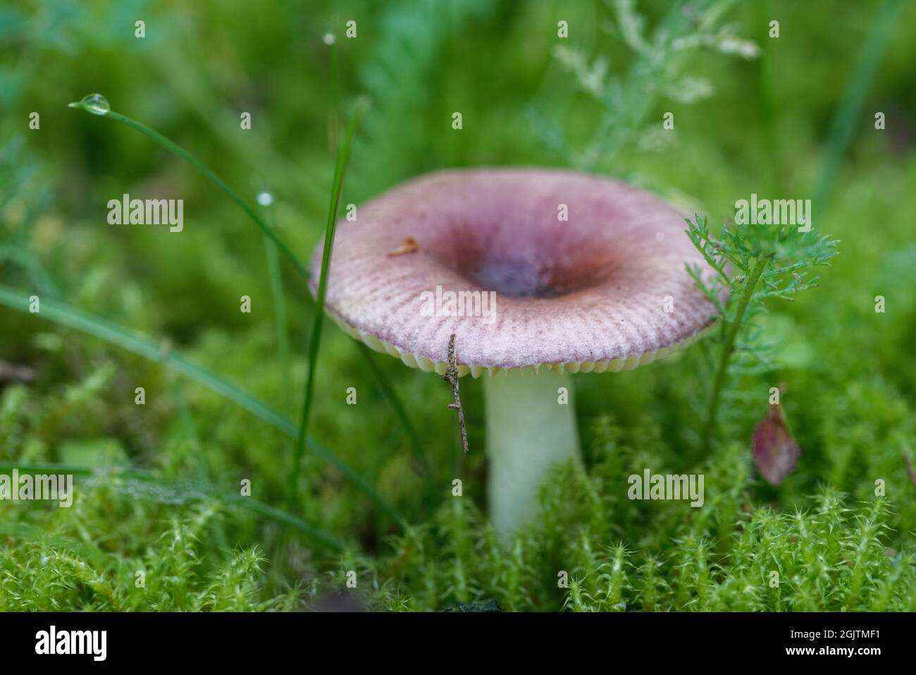 Piccolo fungo non commestibile in una foresta di larice, a metà settembre. Foto Stock