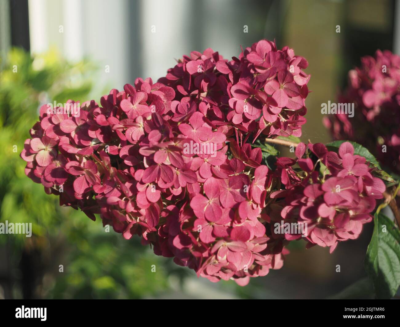 Hydrangea paniculata 'Vanille Fraise' come visto nel mese di settembre Foto Stock