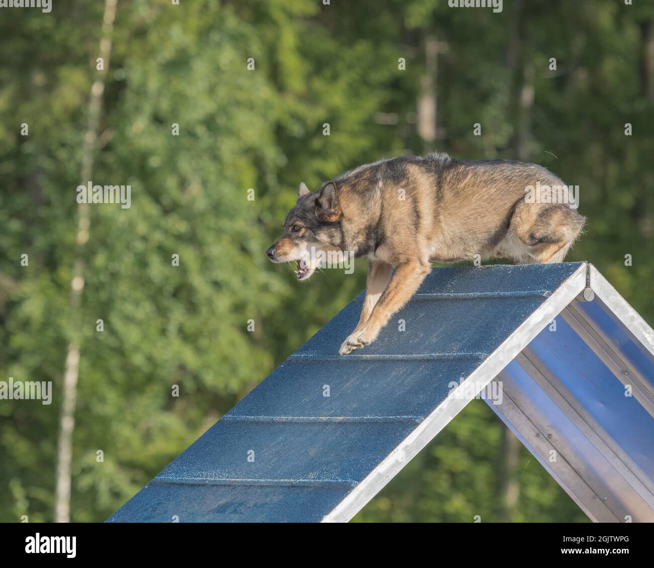 Un primo piano di un forte cane Lapponiano Herder sale su un telaio a durante l'agilità Foto Stock
