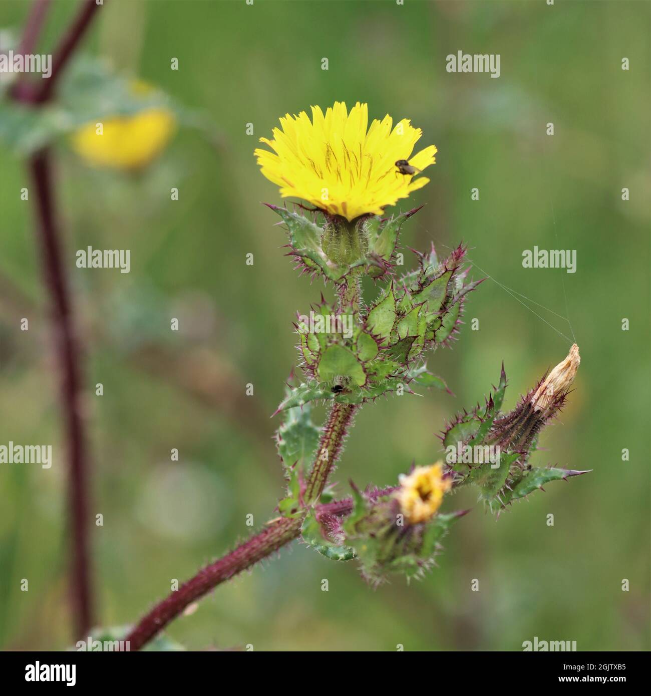 Ispido Oxtongue Foto Stock