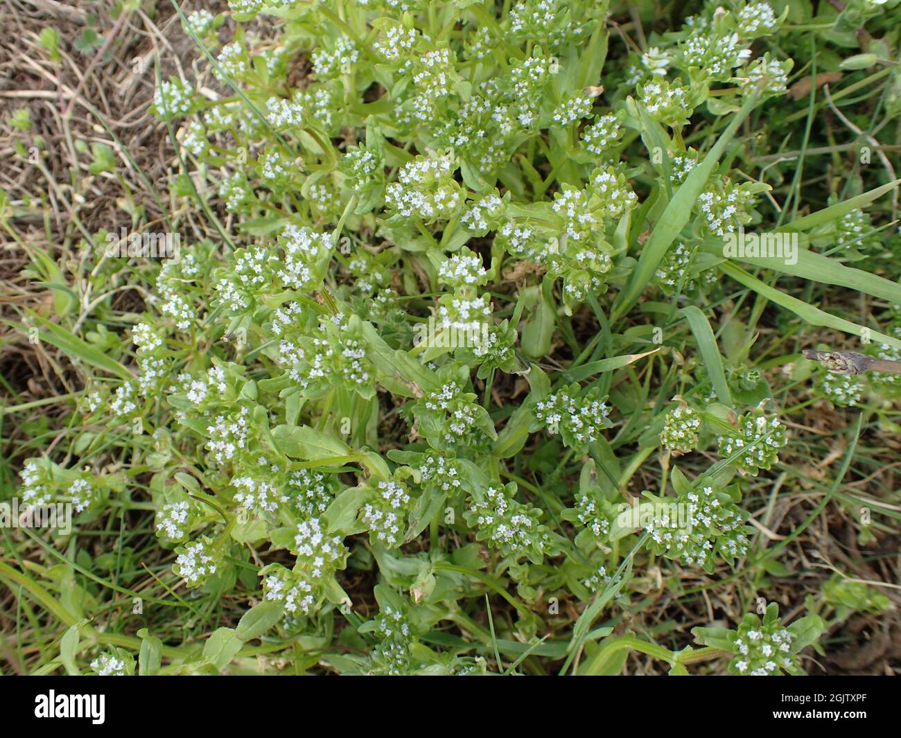 Cornsalad comune Foto Stock