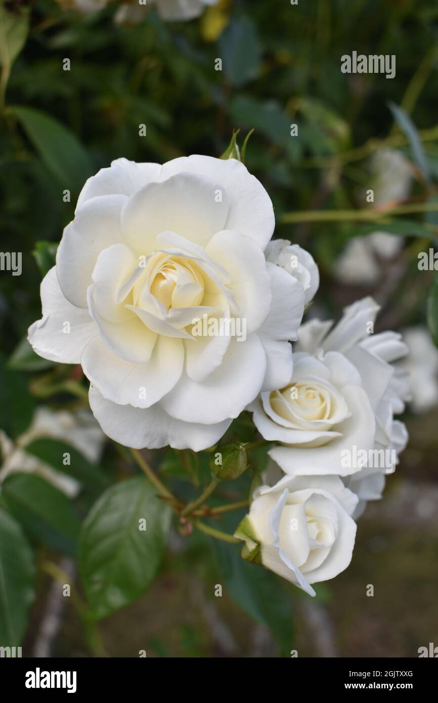 Rose bianche Foto Stock