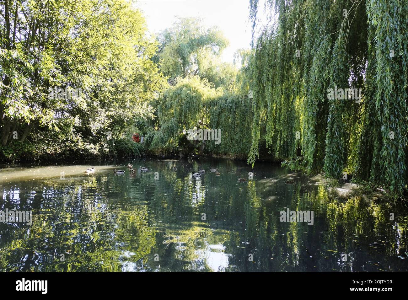 Sussex, Inghilterra. Bella matura piangendo Willow alberi che circondano stagno di anatra a fine estate Foto Stock