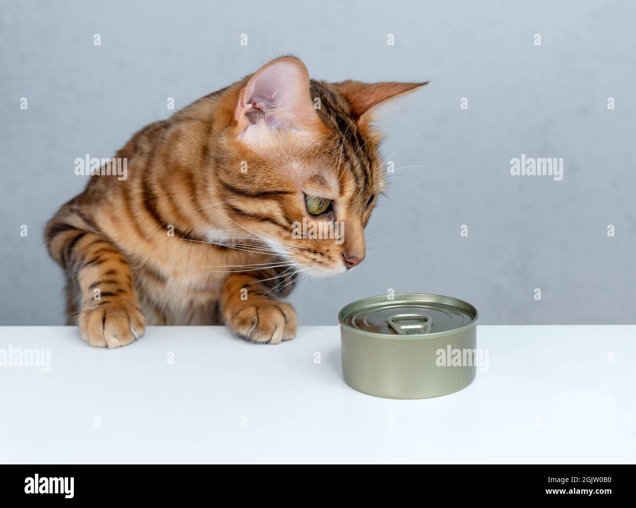 Gatto bengala affamato e cibo gatto umido sul tavolo Foto Stock