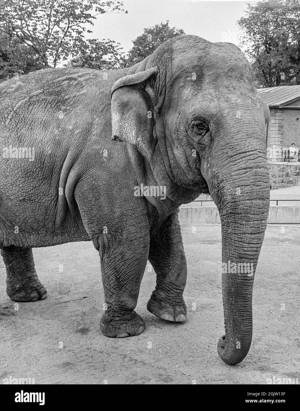 Elefante indiano (Elephas maximus indicus) allo Zoo di Skansen a Stoccolma 1965, Svezia foto: Bo Arrhed Foto Stock