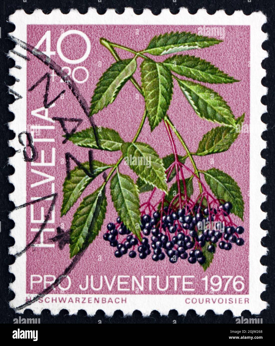 SVIZZERA - CIRCA 1976: Un francobollo stampato in Svizzera mostra il Vecchio Nero, Sambucus Nigra, pianta forestale medicinale, circa 1976 Foto Stock