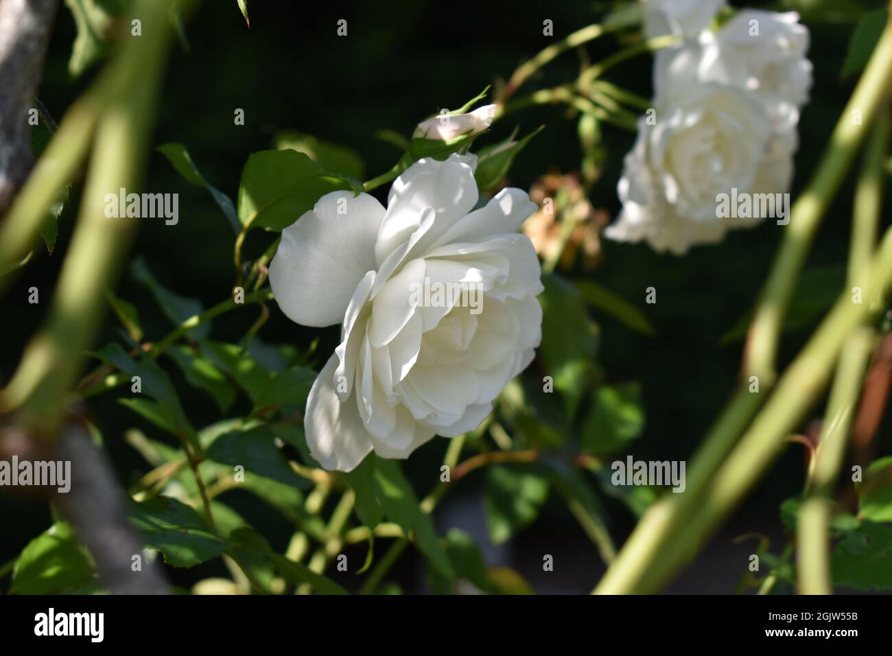 Rose bianche Foto Stock