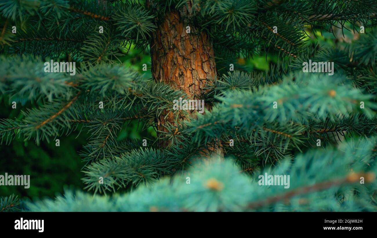 Rami di pino soffice con aghi e corteccia luminosa nella foresta di conifere Foto Stock
