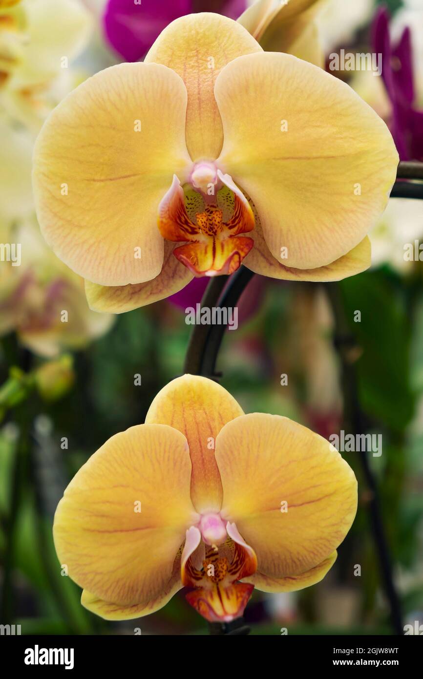 Due orchidee gialle su sfondo verde. Primo piano. Foto Stock