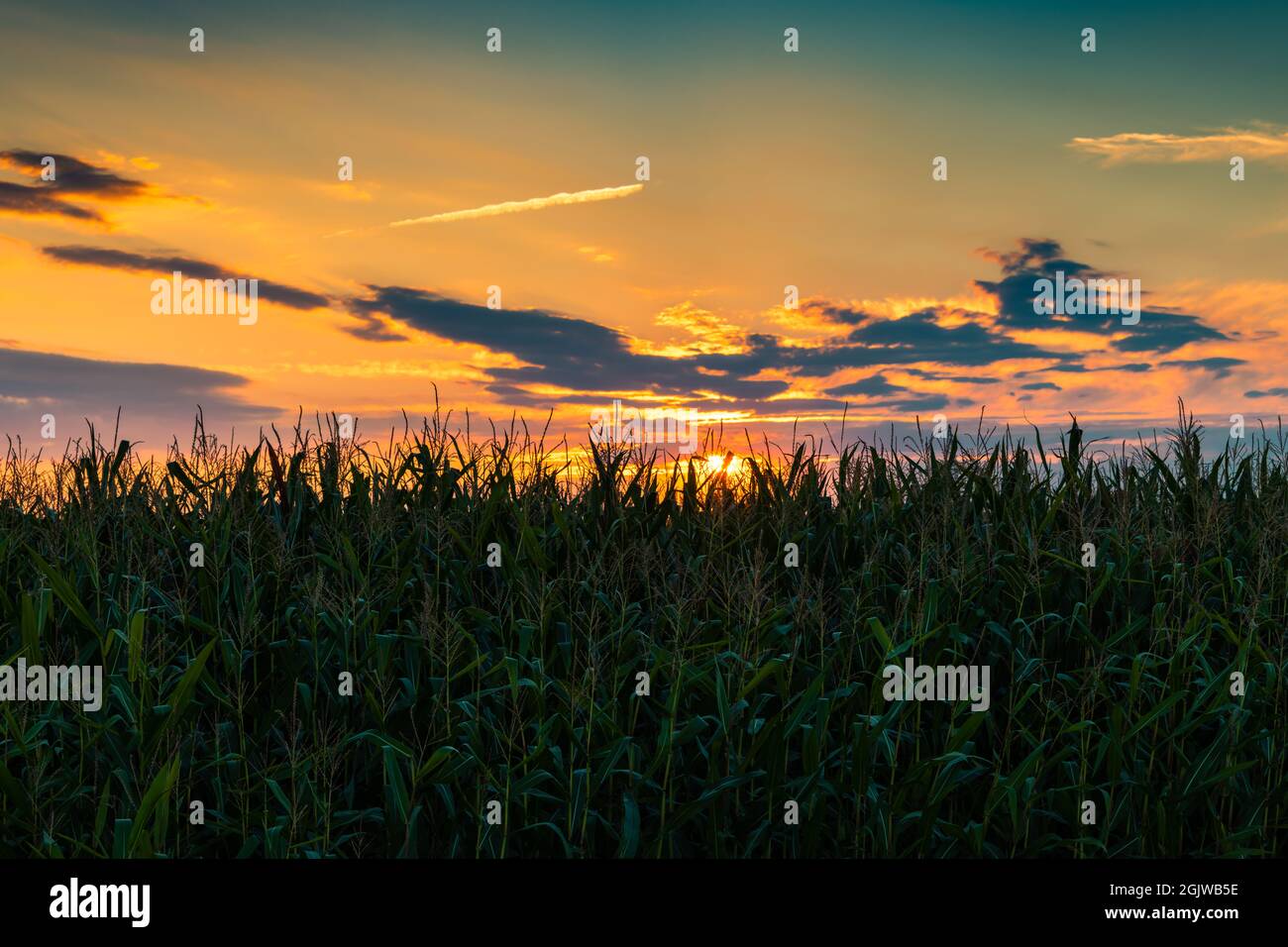 Piante di agricoltore Foto Stock