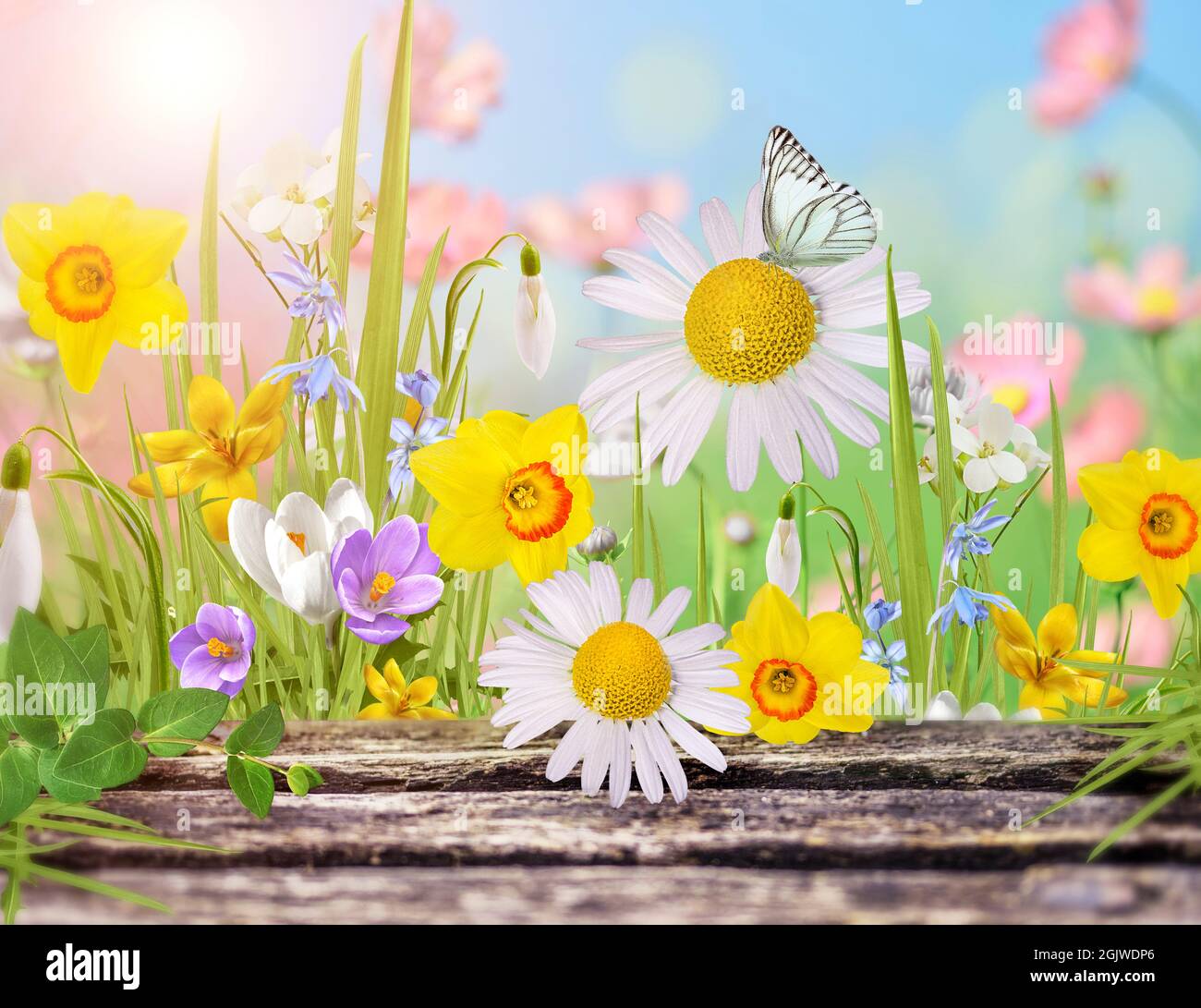 Bella fiori selvatici camomilla, farfalla al mattino foschia in natura deliziosa ariosa immagine artistica. Foto Stock