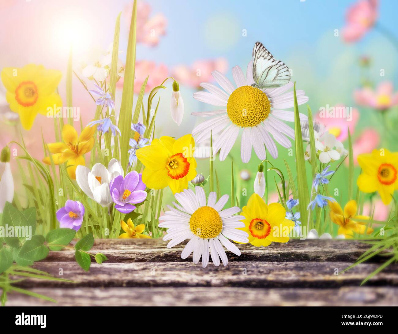 Bella fiori selvatici camomilla, farfalla al mattino foschia in natura deliziosa ariosa immagine artistica. Foto Stock