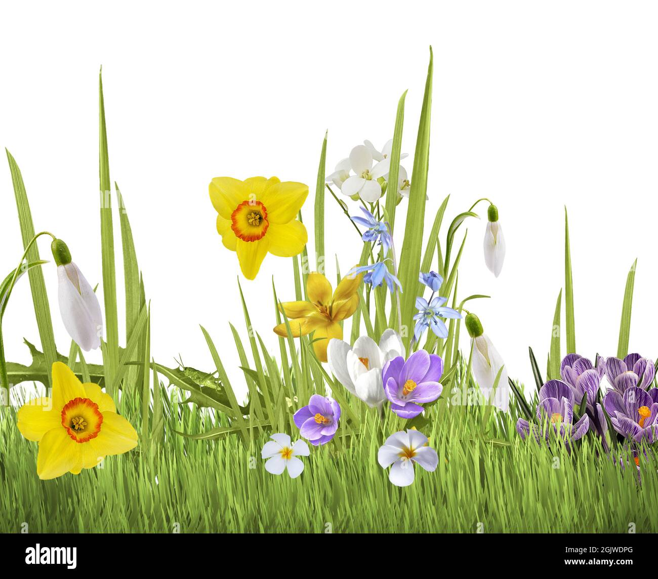 Bella fiori selvatici camomilla, farfalla al mattino foschia in natura deliziosa ariosa immagine artistica. Foto Stock