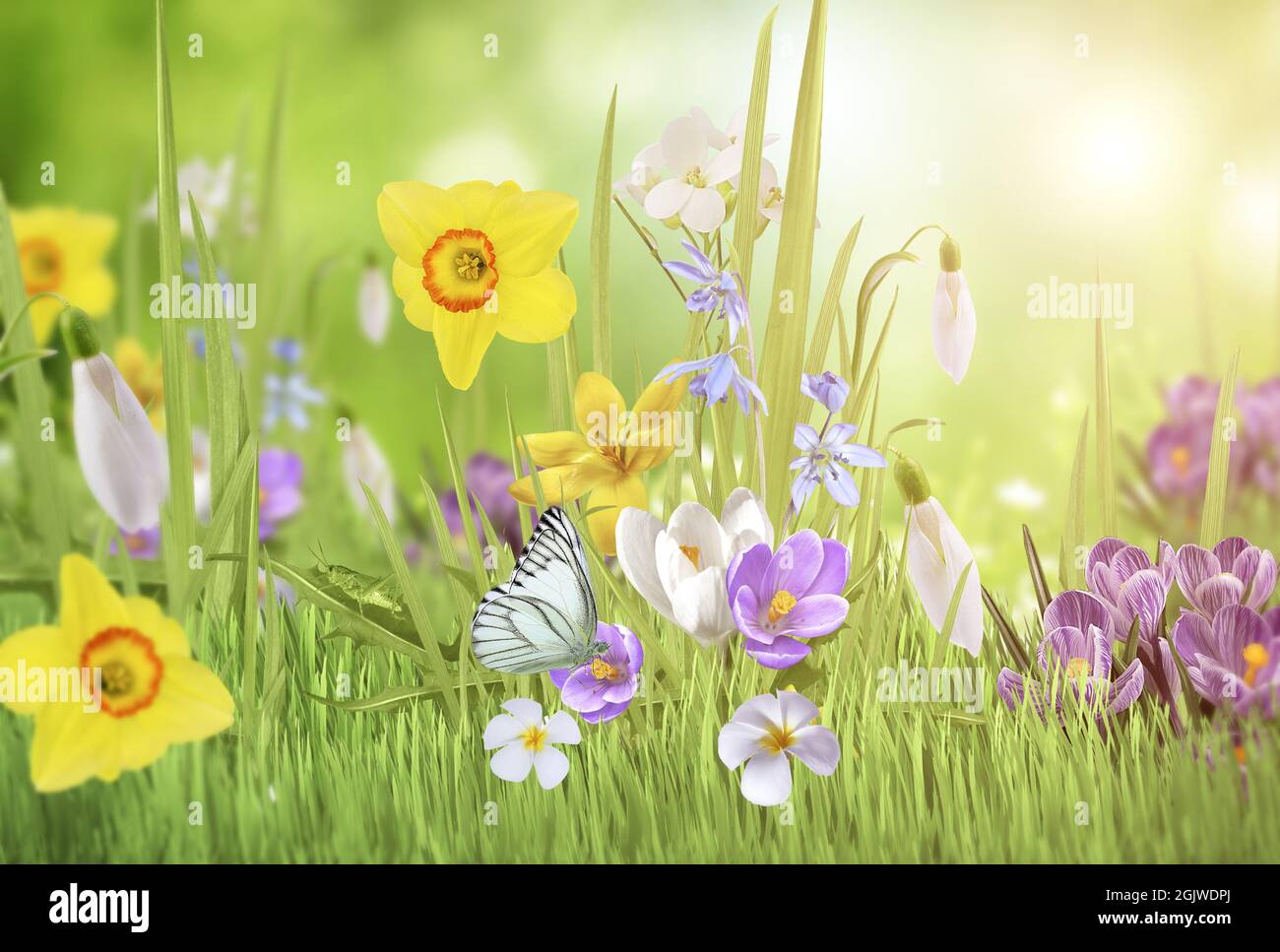 Bella fiori selvatici camomilla, farfalla al mattino foschia in natura deliziosa ariosa immagine artistica. Foto Stock