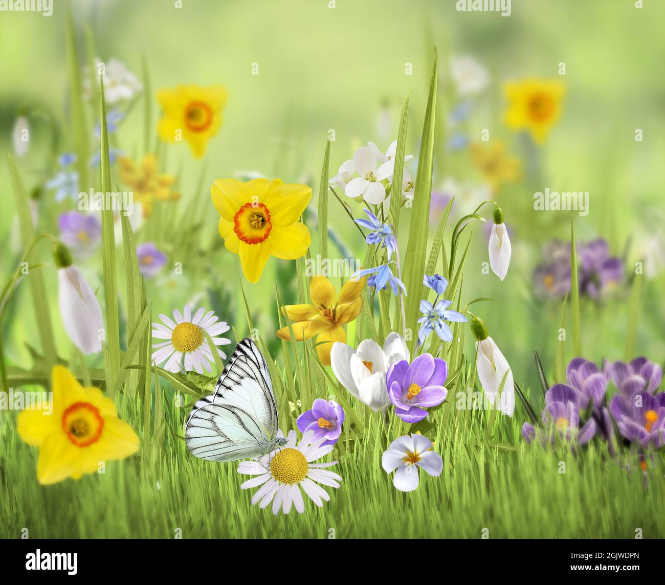 Bella fiori selvatici camomilla, farfalla al mattino foschia in natura deliziosa ariosa immagine artistica. Foto Stock