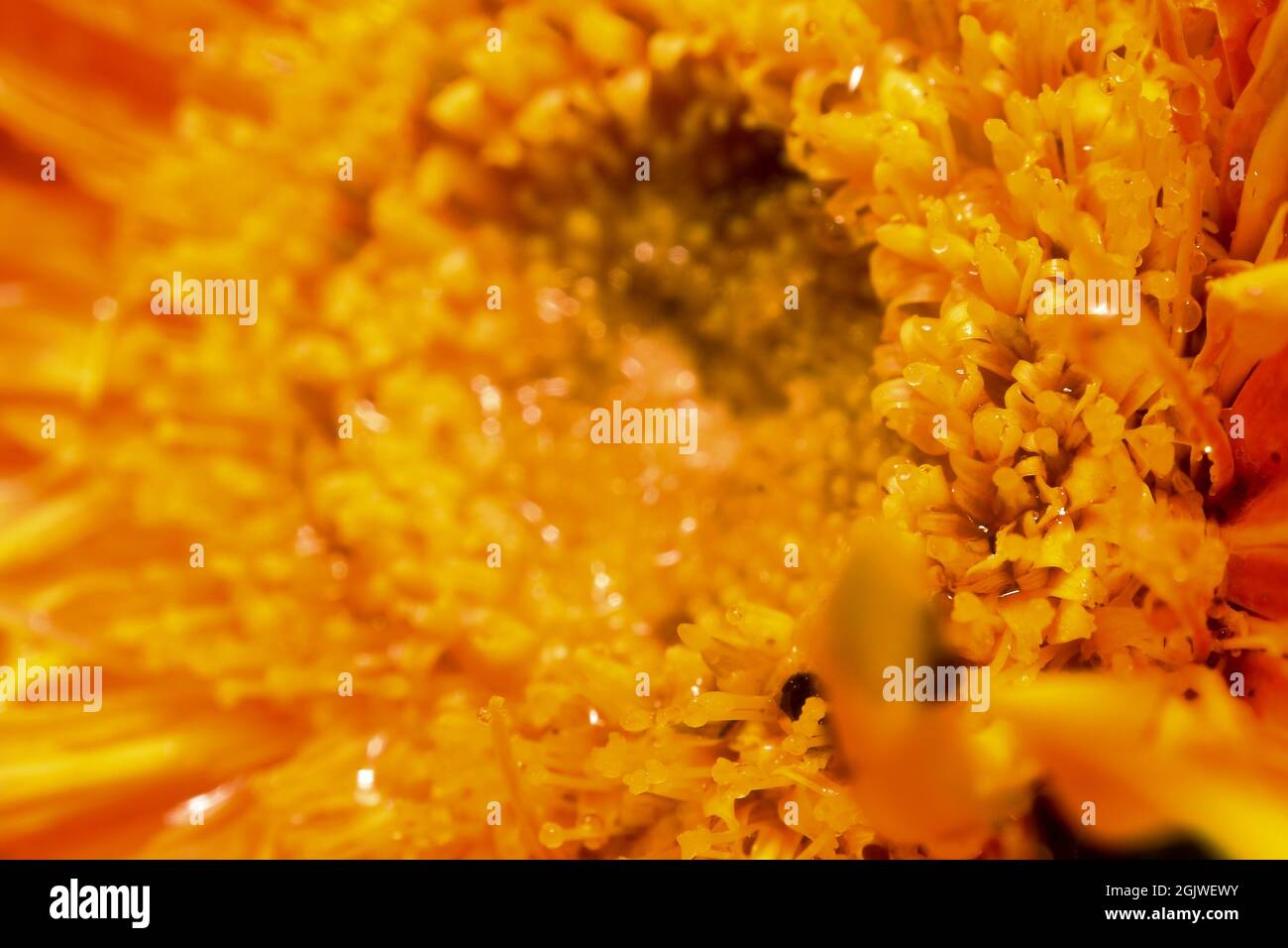 bellissimo fiore di gazania arancione con messa a fuoco selettiva in primo piano Foto Stock