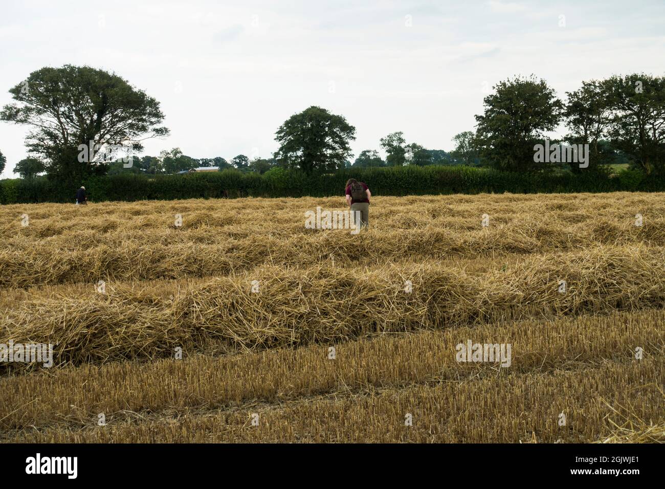 Ricerca di fossili su un campo recentemente tagliato, Somerset, Inghilterra, Regno Unito. Foto Stock