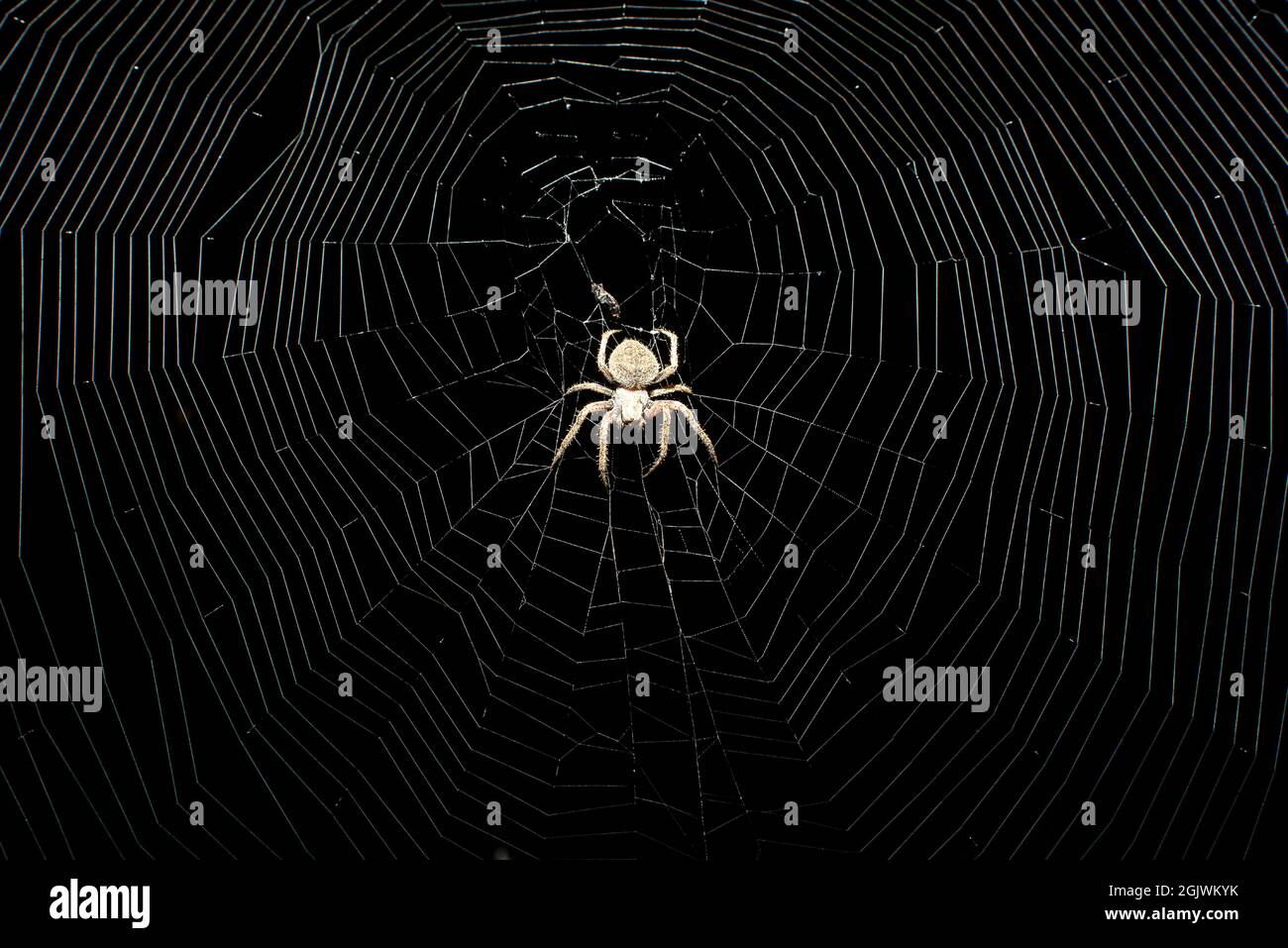 il ragno del giardino sul suo fotoricettore alla messa a fuoco notturna sul ragno Foto Stock