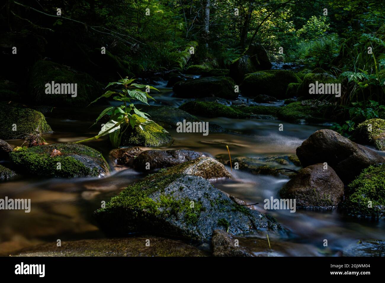 cascate di allerheiligen della foresta nera (Schwarzwald), Baden-Wuerttemberg, Germania Foto Stock