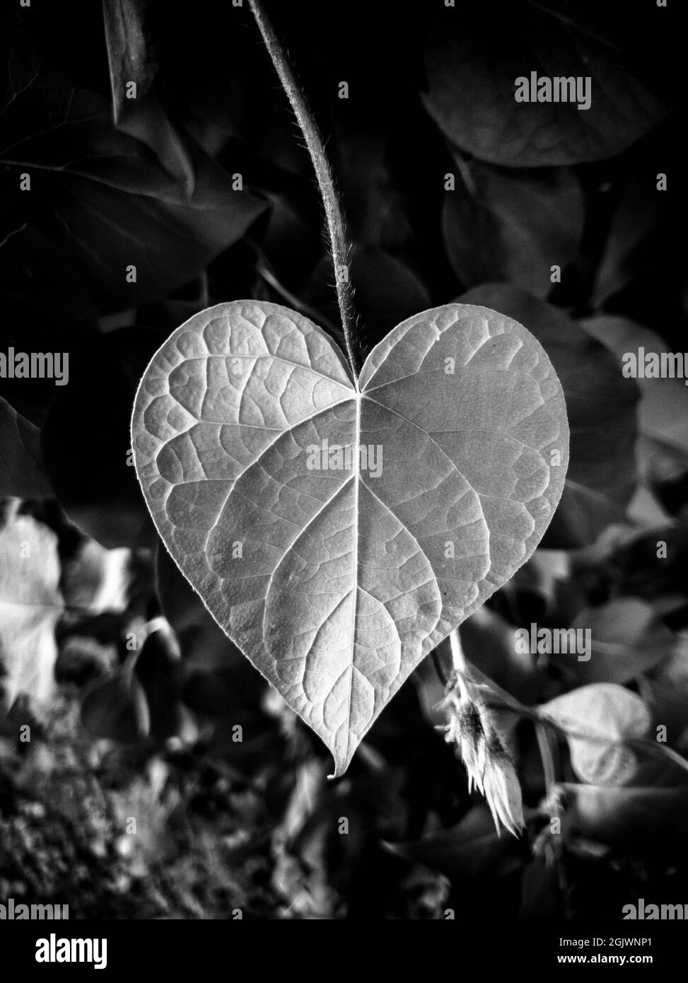 Foglia di pianta a forma di cuore in bianco e nero Foto Stock