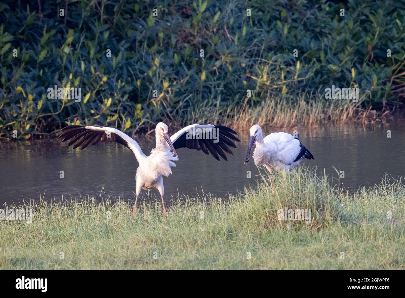 Oriental Stork cerca cibo in zone umide Foto Stock