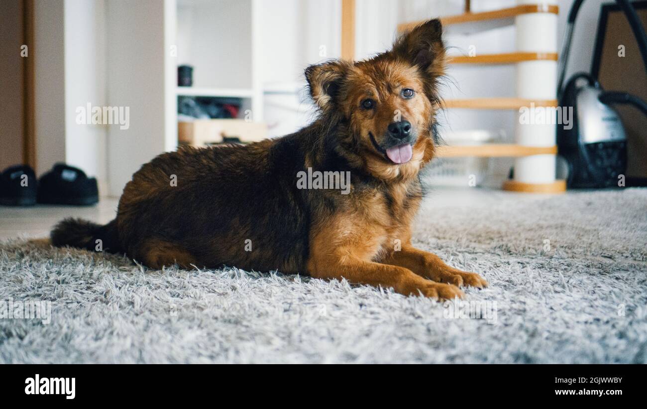 Cane a casa Foto Stock