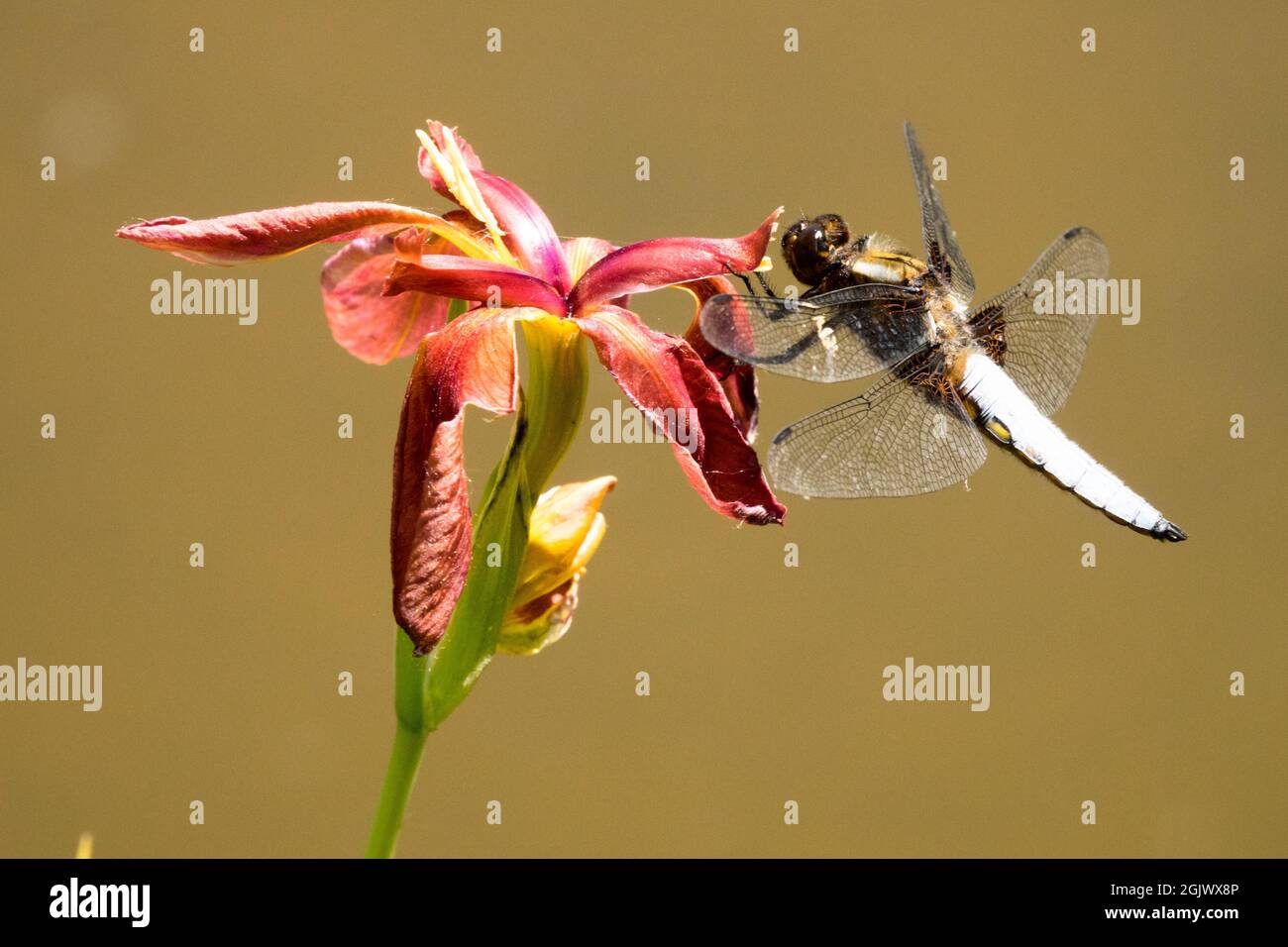 Libellula depressa appollaiata su un fiore insetto Dragonfly su fiore Foto Stock