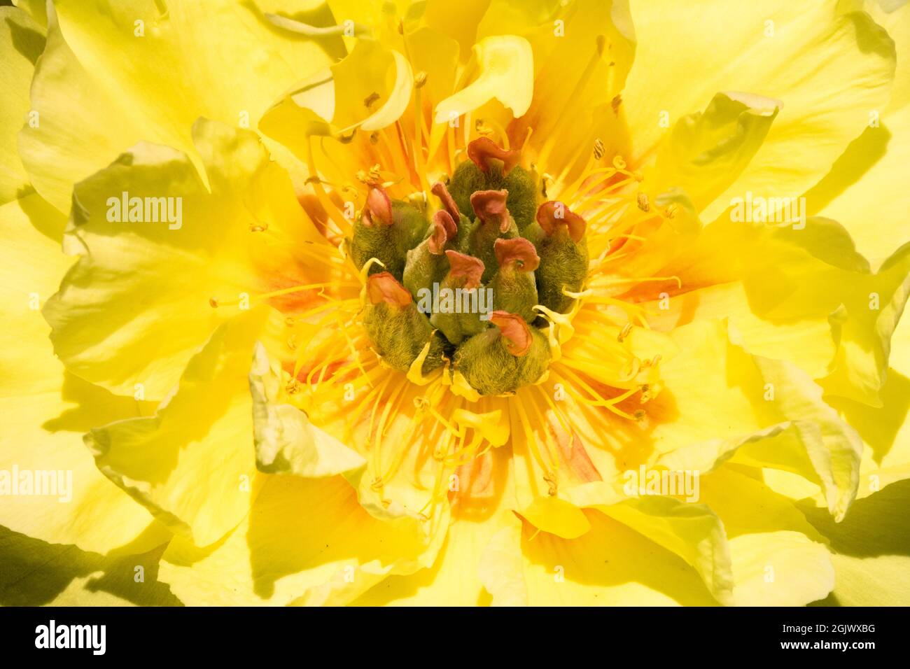 Intersezionale Peony Itoh, Peony 'il tesoro del giardino' Foto Stock