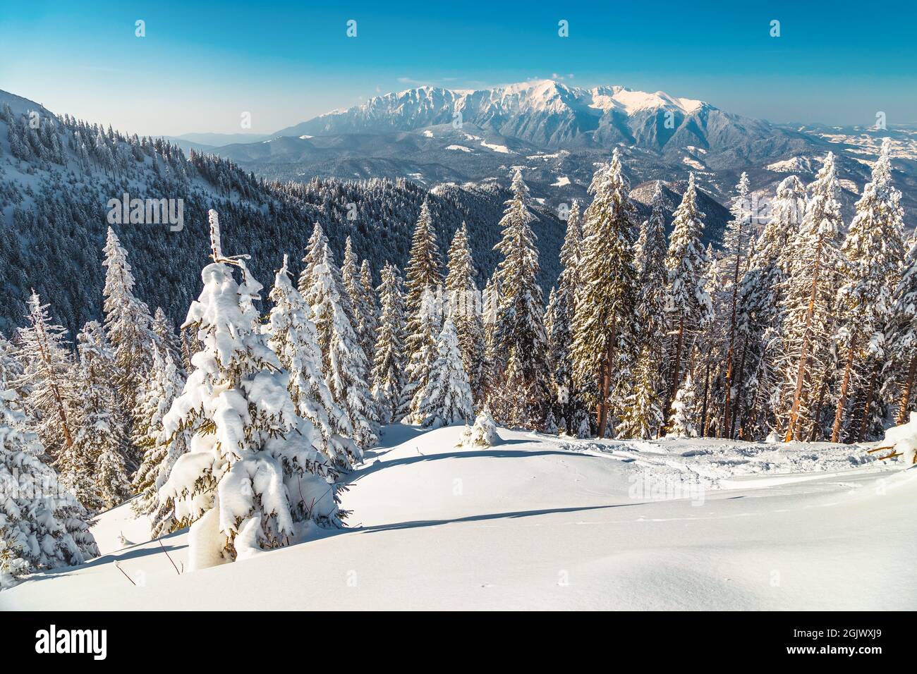 Paesaggio invernale fiabesco con pini innevati e foreste sulle pittoresche colline. Vista sulle montagne di Bucegi dalla località di Poiana Brasov, Carpazi Foto Stock