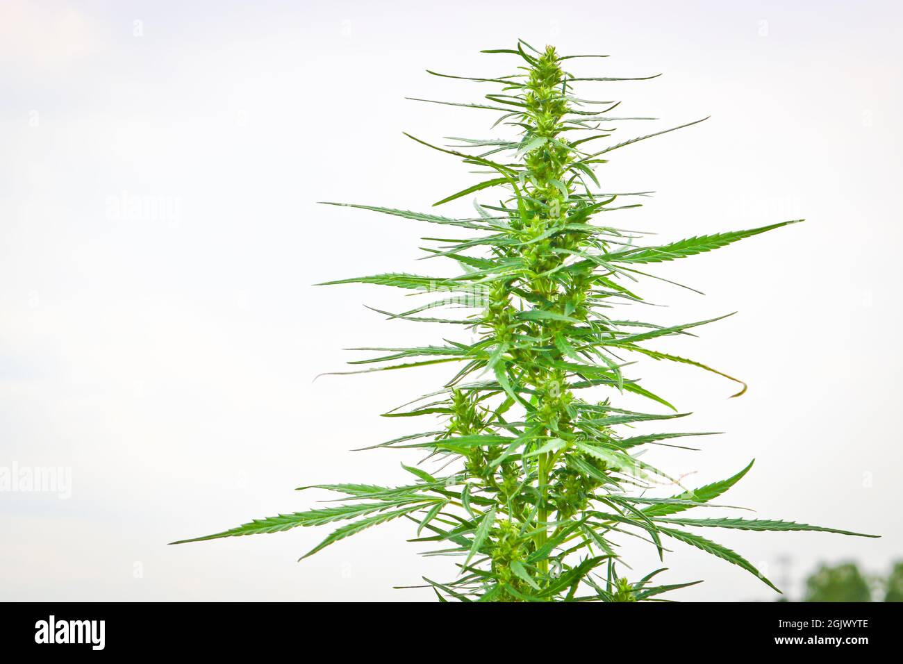 Piante cime di Cannabis sativa selvaggia. Erba verde. Primo piano. Foto Stock