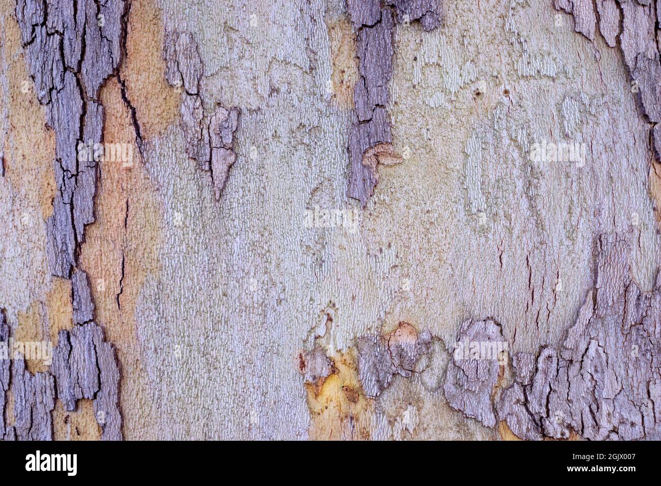 Marrone corteccia albero texture sfondo Foto Stock
