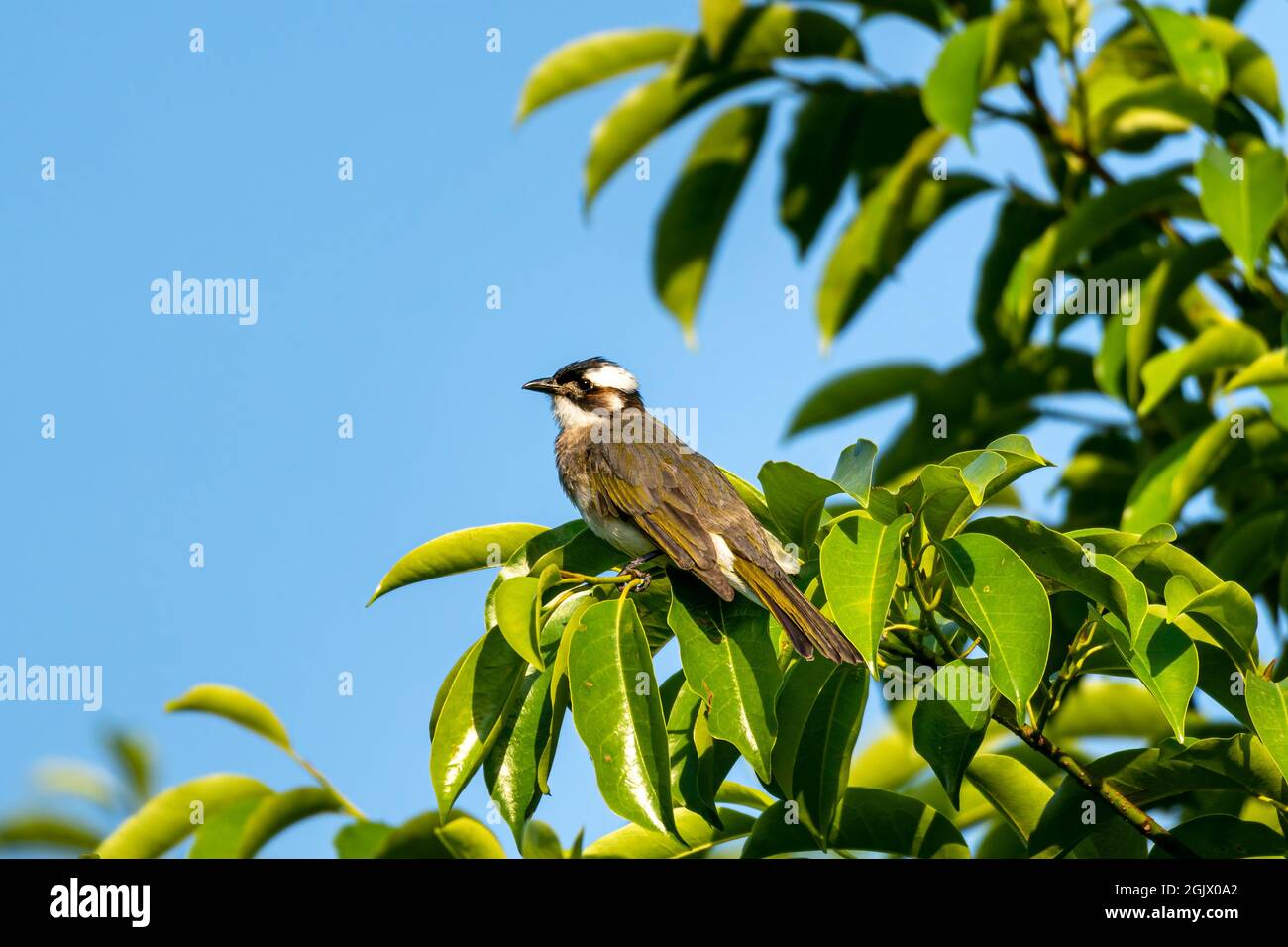 Primo piano di un bulbo (cinese) con luce ventilata (Pycnonotus sinensis) seduto in un albero durante la primavera del giorno di sole Foto Stock
