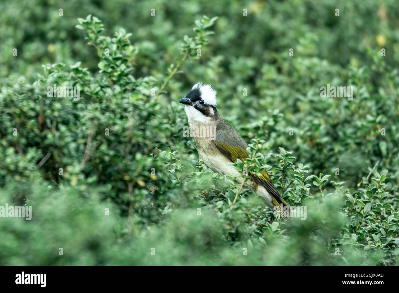 Primo piano di un bulbo (cinese) con luce ventilata (Pycnonotus sinensis) seduto in un albero durante la primavera del giorno di sole Foto Stock