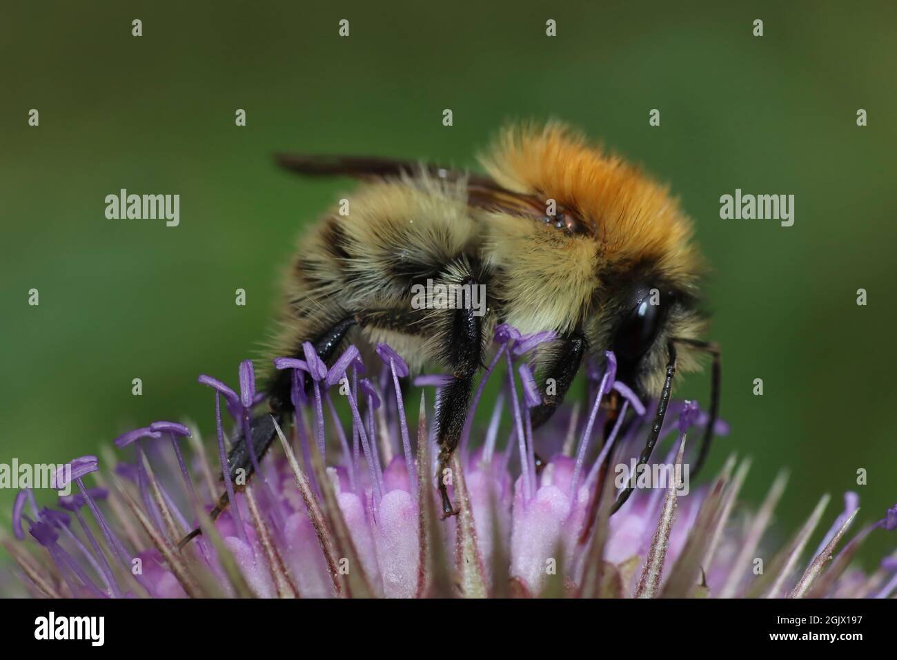 Bee Bombus pascuorum comune alimentazione su Teasel Dipsacus Fullonum Foto Stock