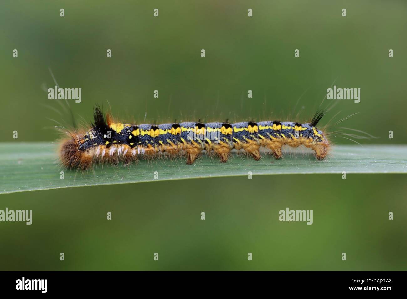 Il bevitore Moth Euthrix potatoria Caterpillar - Early Instar Foto Stock