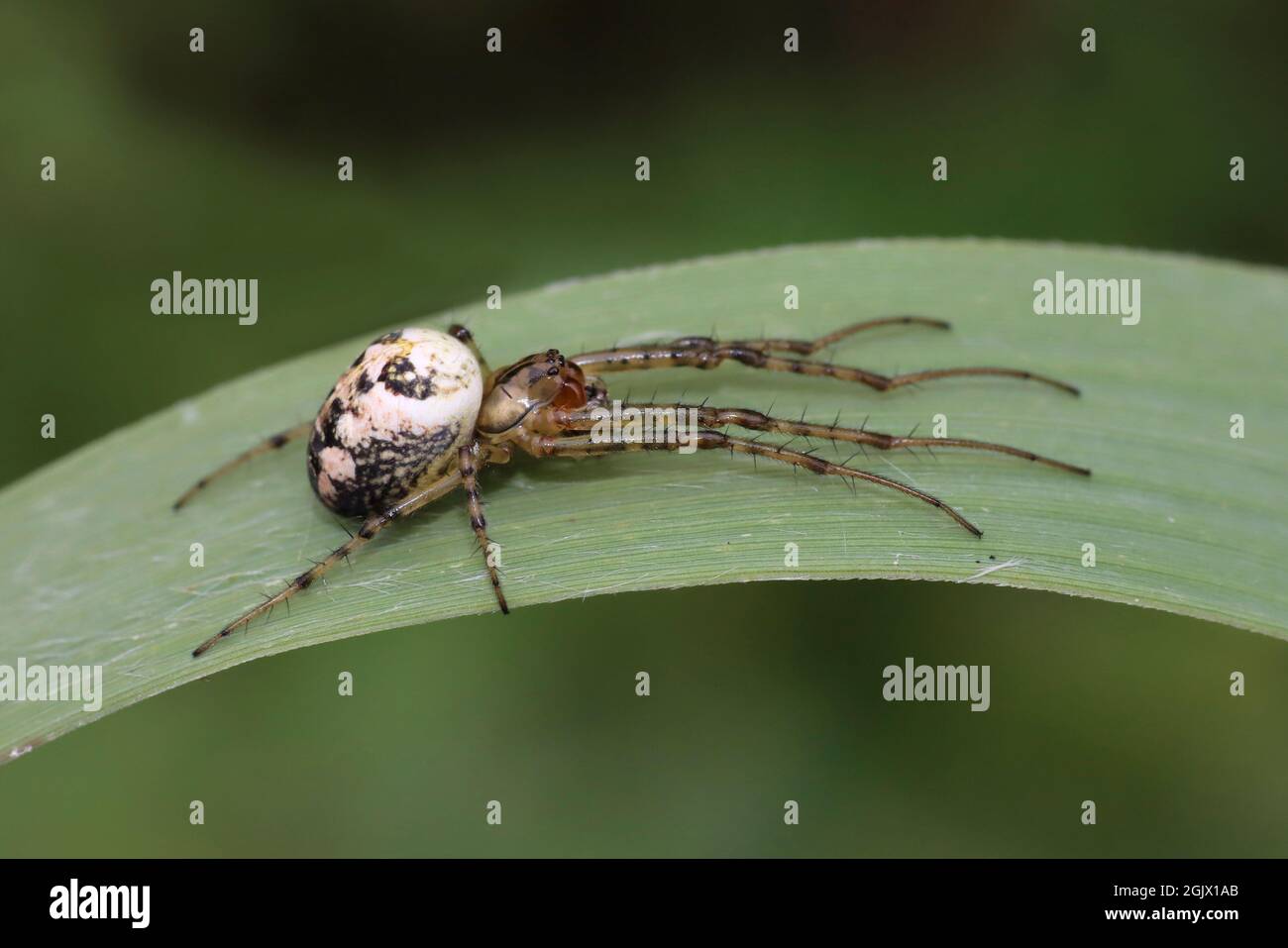 Metellina segmentata - femmina, spesso conosciuta come il ragno d'autunno Foto Stock