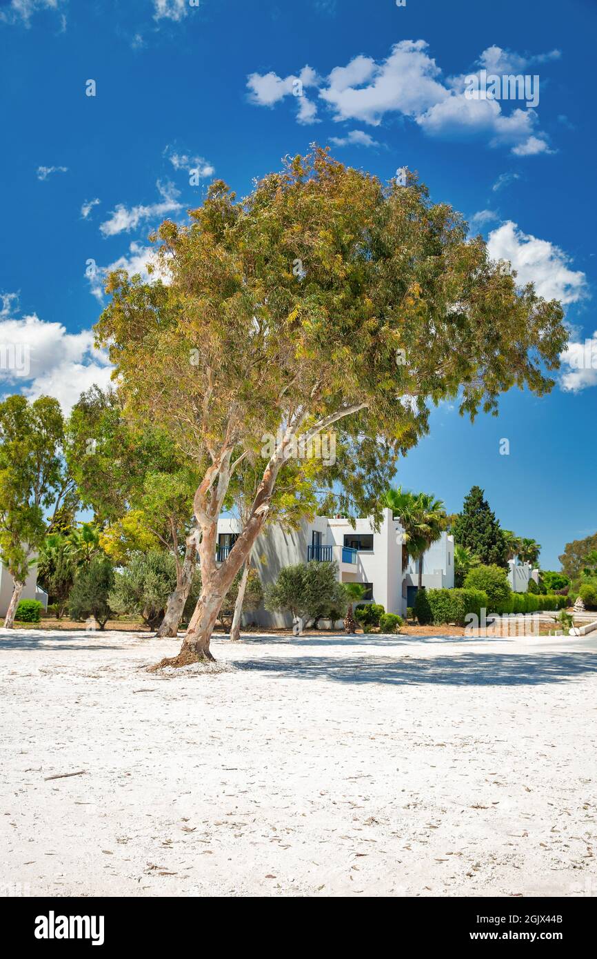 Ayia Napa vista resort estate con albero e hotel, Cipro. Foto Stock