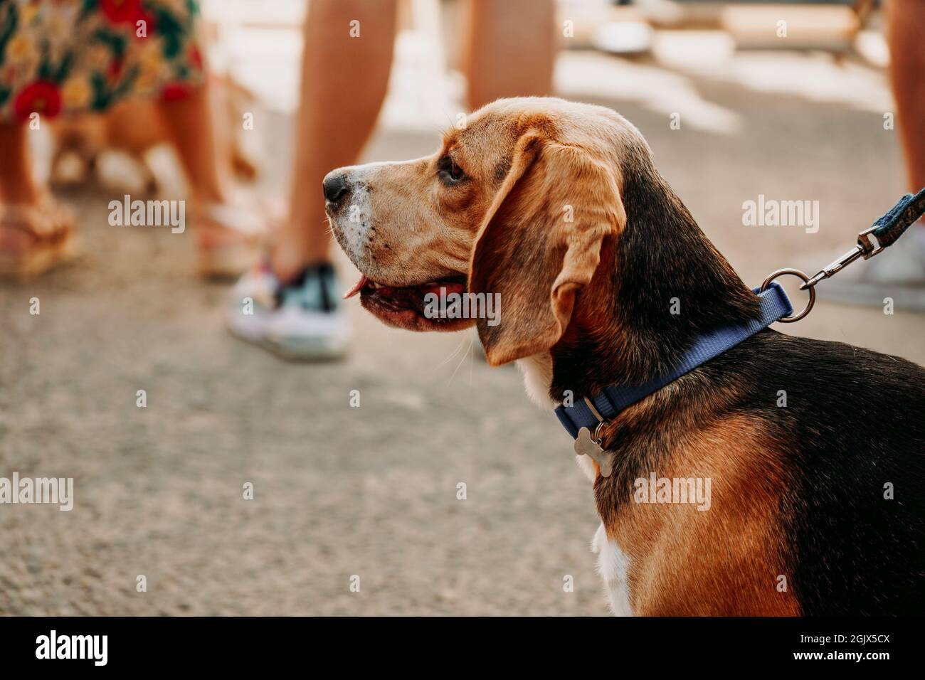 Beagle adulto sullo sfondo della gente. Dogmarket nello spazio urbano per eventi. Giorno di sole Foto Stock