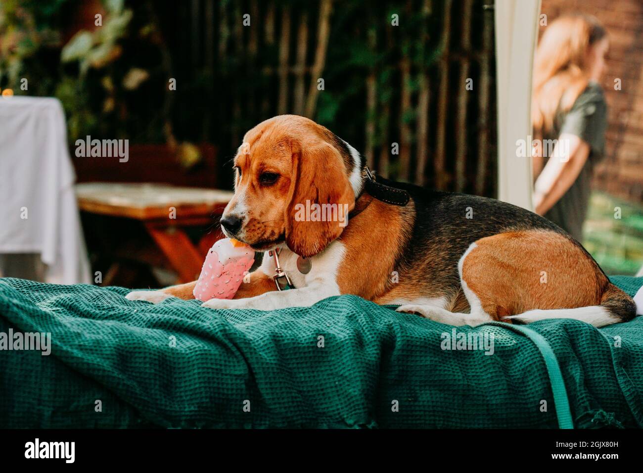 Un'aquila adulta si trova su un lettino verde e gioca con un giocattolo gelato. Giorno di sole. Foto Stock