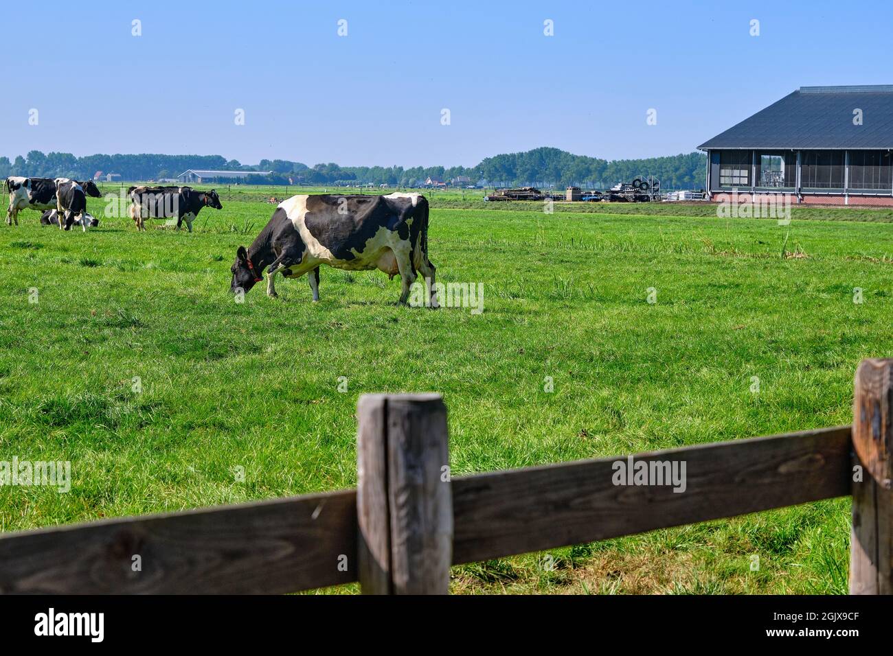 Paesi Bassi,Sep 8,2021-mucche in pascolo con fattoria sullo sfondo. Il governo olandese vuole espropriare gli agricoltori per ridurre il bestiame per risolvere il Foto Stock