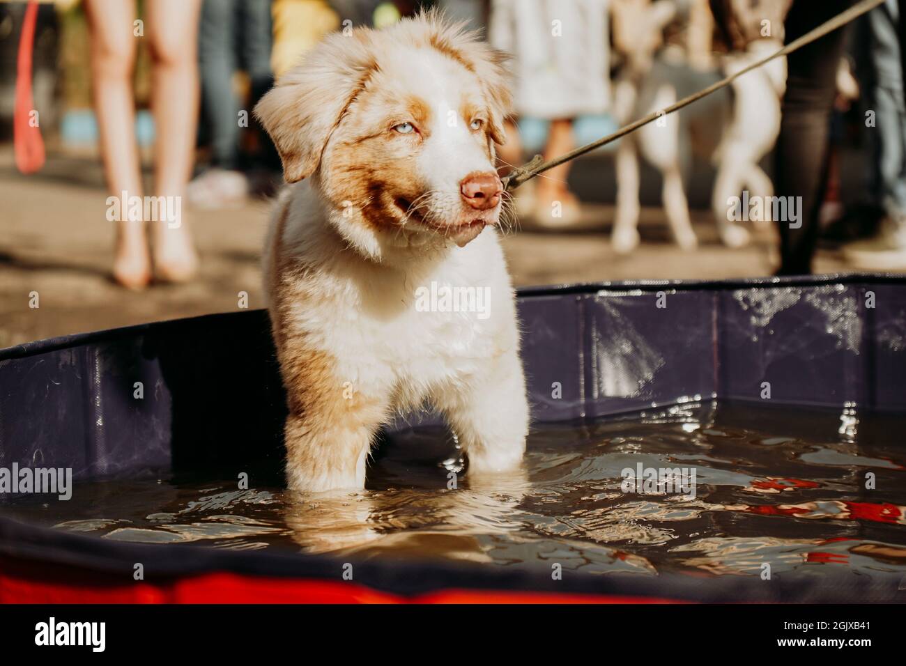 un cucciolo di pastore australiano con occhi blu bagna in una piscina per cani in una calda giornata estiva. Area in cui sono ammessi gli animali domestici Foto Stock