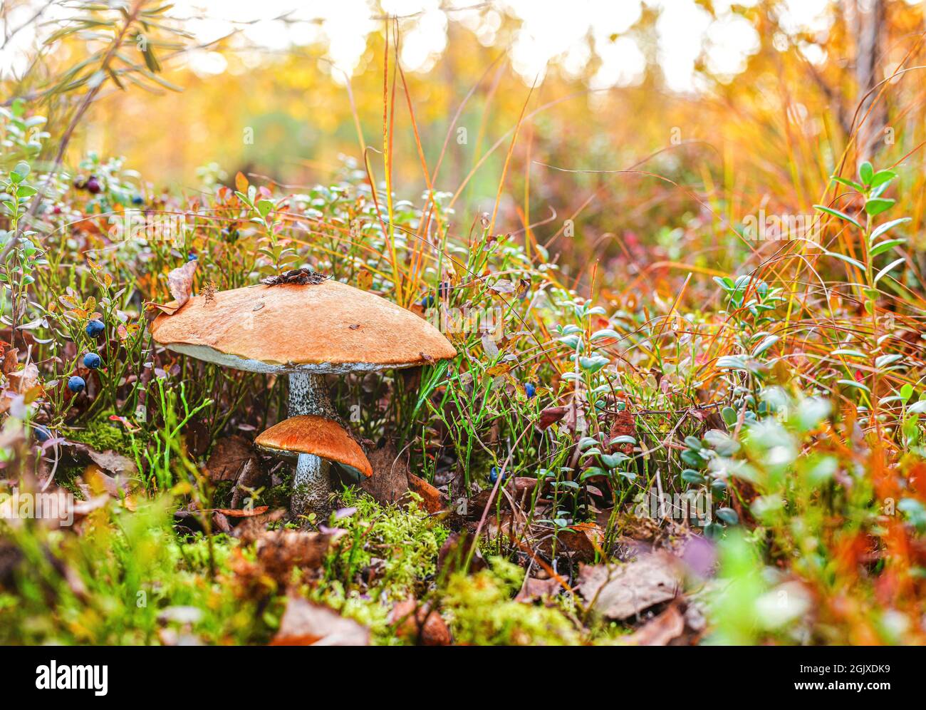 Due funghi, grandi e piccoli con cappelli rossi al centro di una glade di bacche. Foto Stock