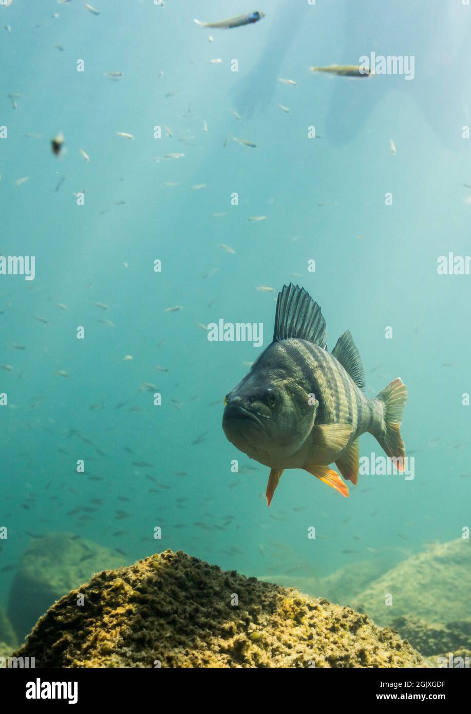 Grande persico che nuota vicino alla scuola di pesce fritto Foto Stock