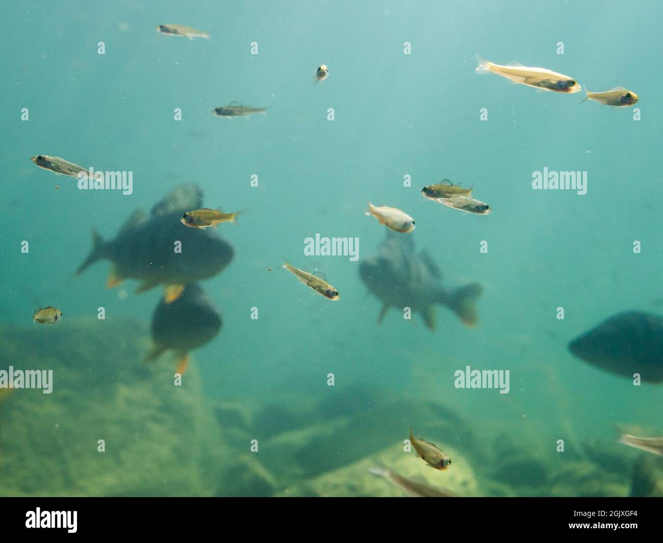 Scuola di piccolo persico con pesci grandi sullo sfondo Foto Stock