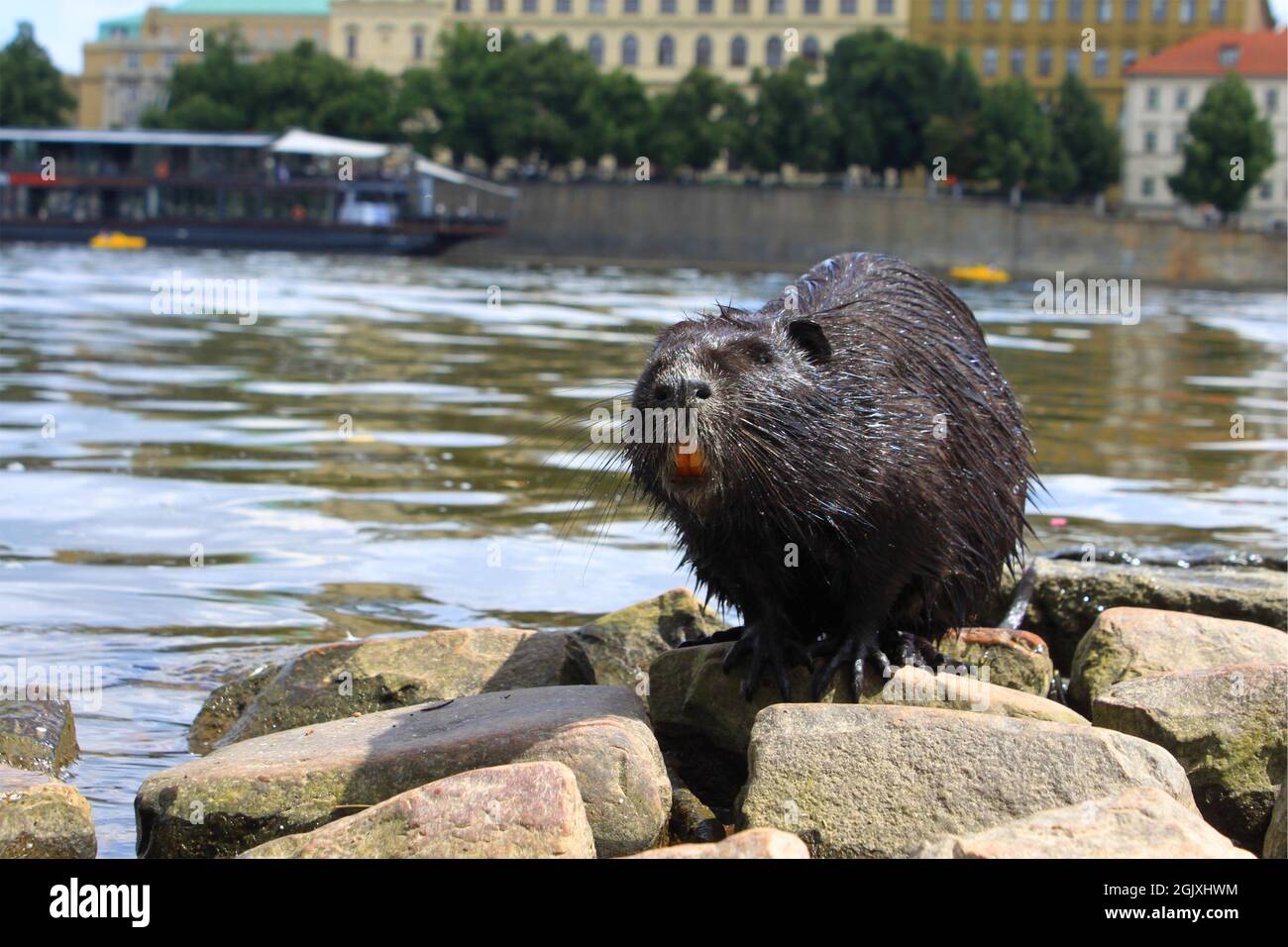 Fauna selvatica Praga - Nitria Nera Foto Stock