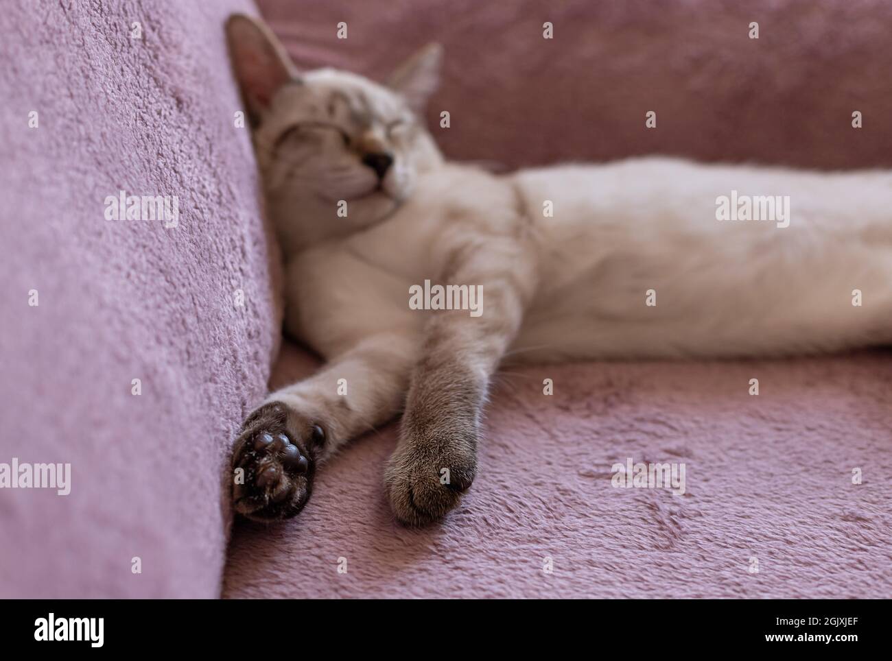 Gattino color-point che dorme su morbida coperta Foto Stock
