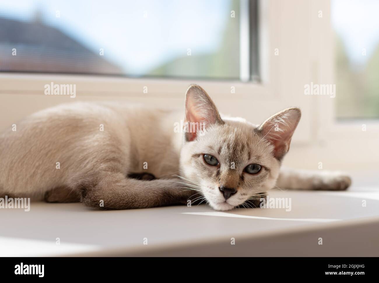 gattino tabby sdraiato sul davanzale in soggiorno Foto Stock