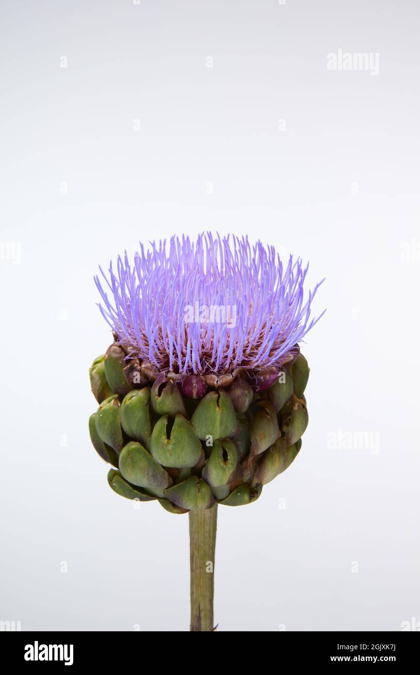 Foto studio di una testa di fiore di un Artichoke di Globe (Cynara cardunculus, varietà scolymus) su sfondo chiaro. Foto Stock