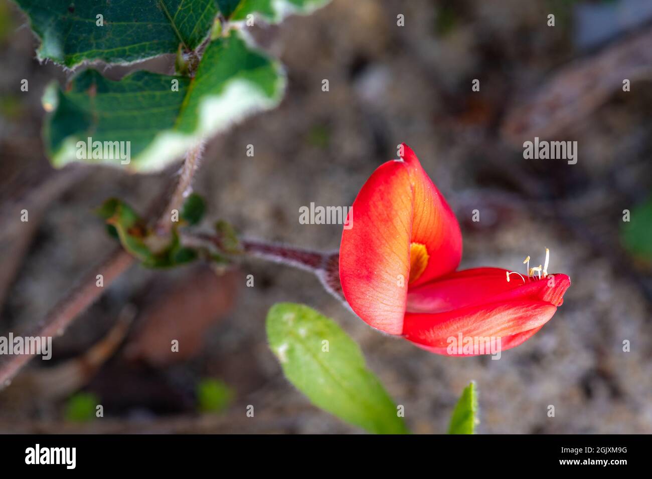 'Kennedia prostrata', nomi comuni sono Postman, Scarlet Runner e Scarlet Coral Pea. Un membro della famiglia Fabaceae endemica in Australia. Foto Stock